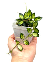 Load image into Gallery viewer, Hoya Lacunosa Tricolor ‘Bruno’