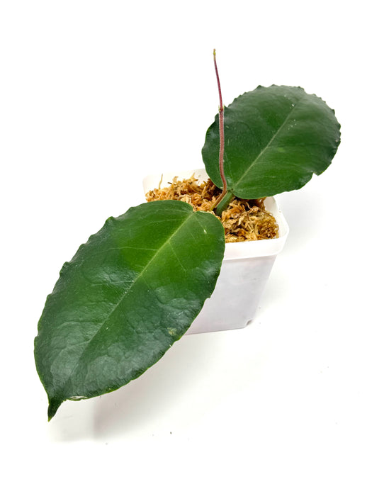 Hoya Versteegii