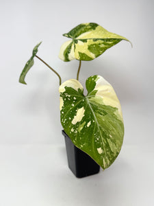 Philodendron Gloriosum Variegated C