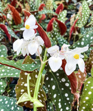 Load image into Gallery viewer, Begonia Maculata ‘Angel Wing’