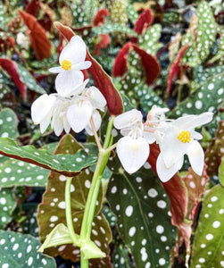 Begonia Maculata ‘Angel Wing’