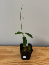 Load image into Gallery viewer, 230. Hoya Wallichii ssp. Tenebrosa ‘Borneo Red’