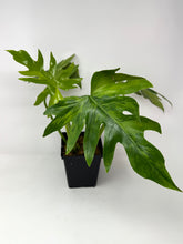 Load image into Gallery viewer, Philodendron Radiatum Variegated