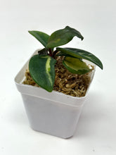 Load image into Gallery viewer, Hoya Carnosa Brazil