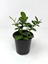 Load image into Gallery viewer, Hoya Densifolia