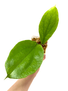 Hoya Lambii