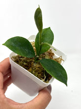 Load image into Gallery viewer, Hoya Magnifica