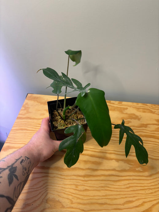 208. Philodendron Mayoi