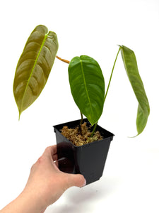 Philodendron Sharoniae