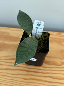 247. Hoya Callistophylla