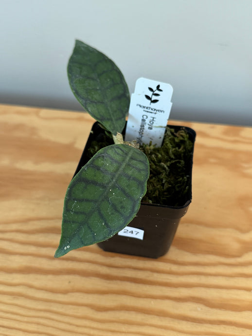247. Hoya Callistophylla