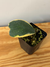 Load image into Gallery viewer, 37. Hoya Kerrii Albo Variegated