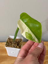 Load image into Gallery viewer, 100. Monstera Deliciosa Albo Variegated