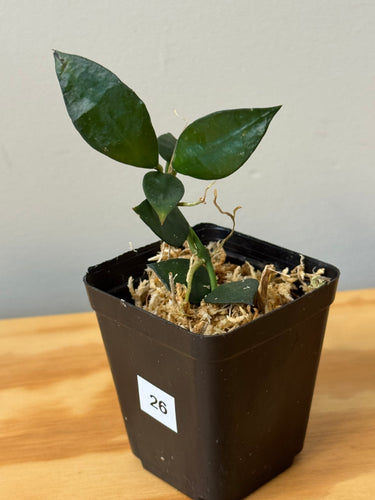 26. Hoya Lacunosa