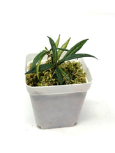 Load image into Gallery viewer, Hoya Pauciflora