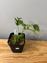 Load image into Gallery viewer, 113. Rhaphidophora Tetrasperma Variegated
