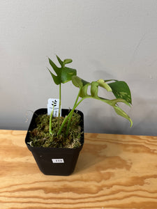 113. Rhaphidophora Tetrasperma Variegated