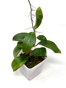 Hoya Merrillii
