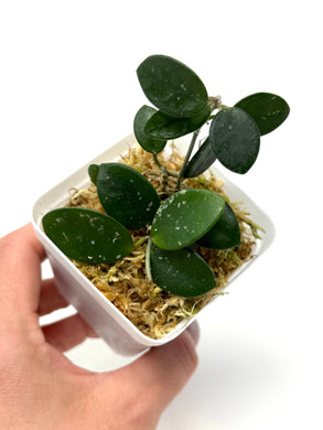 Hoya Mathilde