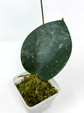 Load image into Gallery viewer, Hoya Glabra Silver A