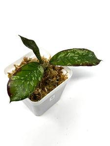 Hoya Gunung Gading Ghost B