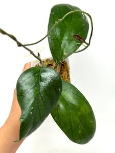Hoya Irina (Finlaysonii x Meredithii)