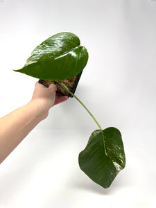 Monstera Deliciosa Albo Variegated N