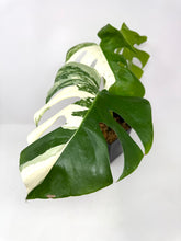 Load image into Gallery viewer, Monstera Deliciosa Albo Variegated I