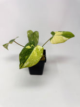 Load image into Gallery viewer, Philodendron Gloriosum Variegated A