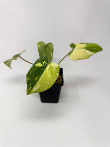 Philodendron Gloriosum Variegated A