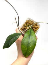 Load image into Gallery viewer, Hoya Chicken Farm