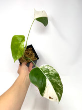 Load image into Gallery viewer, Monstera Deliciosa Albo Variegated C