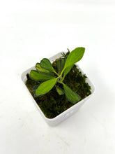 Load image into Gallery viewer, Hoya Manipurensis Variegated E