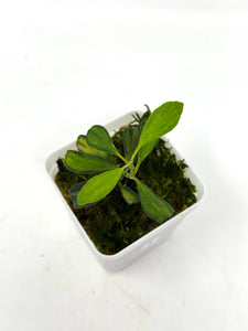 Hoya Manipurensis Variegated E