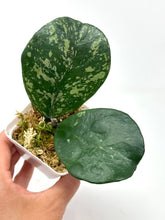Load image into Gallery viewer, Hoya Obovata Splash