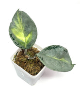 Load image into Gallery viewer, Hoya Carnosa Argentea Princess B