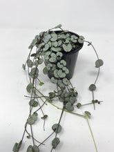 Load image into Gallery viewer, Ceropegia Woodii 'Silver Glory'
