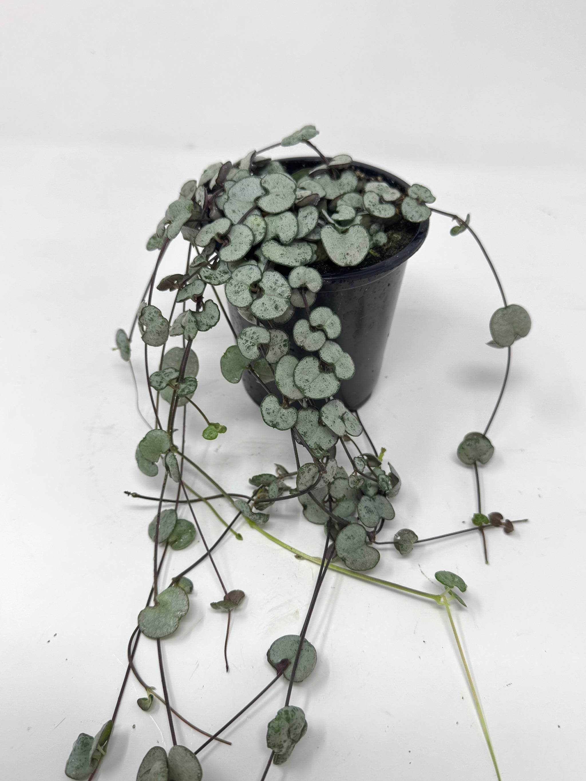 センペルビウム　トロント New Arrivals – Planthaven Toronto