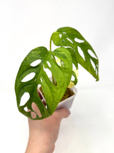 Load image into Gallery viewer, Monstera Adansonii Variegated J