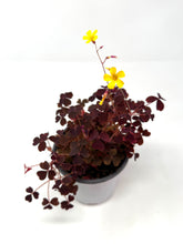 Load image into Gallery viewer, Oxalis ‘Plum Crazy&#39; (Ships within Canada only)