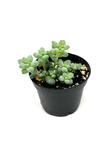 Sedum Morganianum ‘Burro’s Tail’
