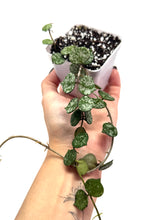 Load image into Gallery viewer, Hoya Curtisii