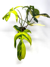 Load image into Gallery viewer, Philodendron Florida Beauty A