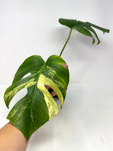 Load image into Gallery viewer, Monstera Deliciosa Aurea Variegated C