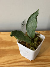 Load image into Gallery viewer, 57. Hoya Mitrata Silver