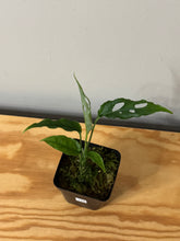 Load image into Gallery viewer, 104. Monstera Obliqua