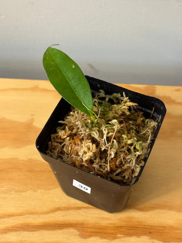39. Hoya sp.