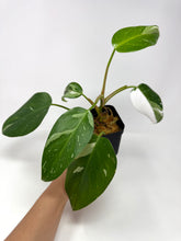 Load image into Gallery viewer, Philodendron White Princess