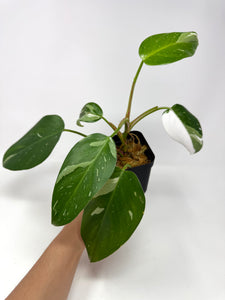 Philodendron White Princess