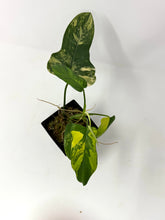 Load image into Gallery viewer, Philodendron Bipennifolium Violin Variegated F